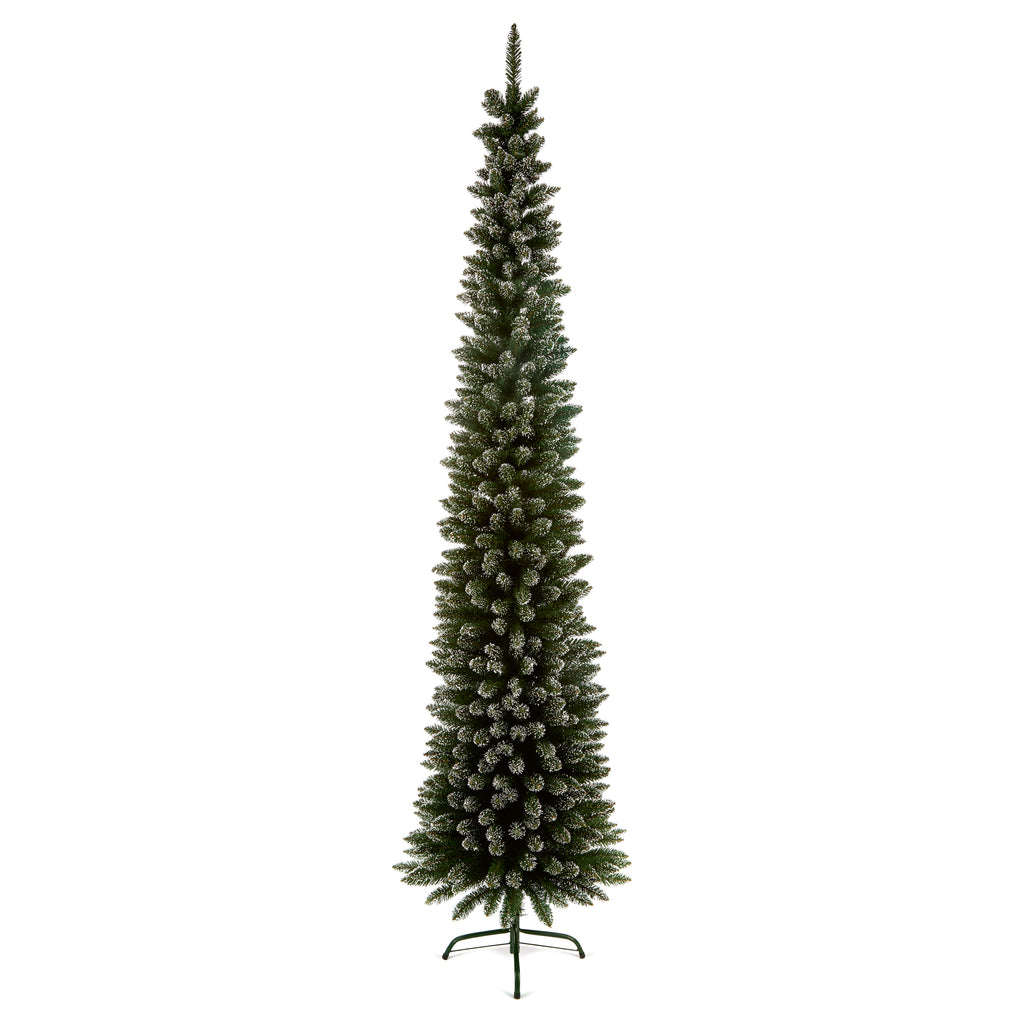 2M Pencil Pine Snow Tipped