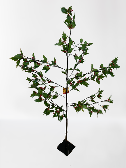 1.8m Holly Leaf Tree with Red Berries