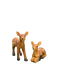 Sticky Image